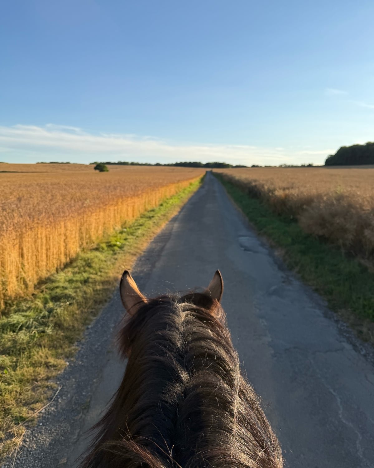 Le chemin vu d'entre les oreilles de Champagne : une petite route entre deux champs de blé, au soleil bas.